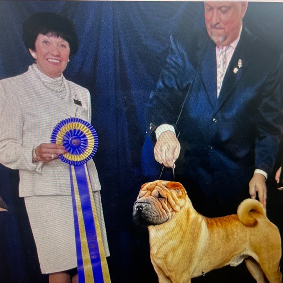 ANUSCHKA CALCUTTA INDIA-NWT $158.00 MASTERPIECE TOOK 6 WEEKS - Picture 13 of 15